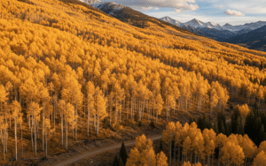 premium financing life insurance case study
